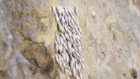 close up, slow tilt on two lipped door snail on rock, alinda biplicata