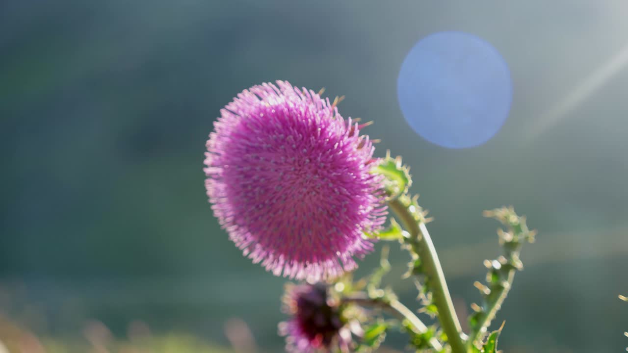 espina de flor rosa que crece en el cáucaso