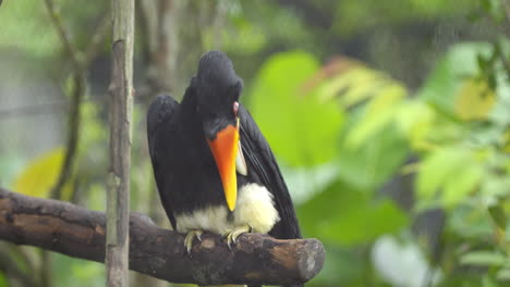 Cálao-Rinoceronte-En-El-Paraíso-De-Las-Aves-En-Mandai,-Singapur