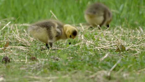 cute little goslings grazing on lush green meadow, spring scene