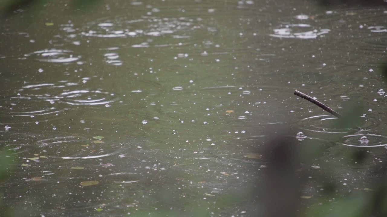 ⁇ 방울 이 연못 의 초록색 물 을  ⁇ 고 파동 을 일으킨다