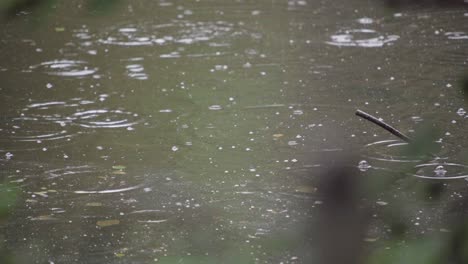 rainfall hitting the green coloured water of a pond and causing ripples