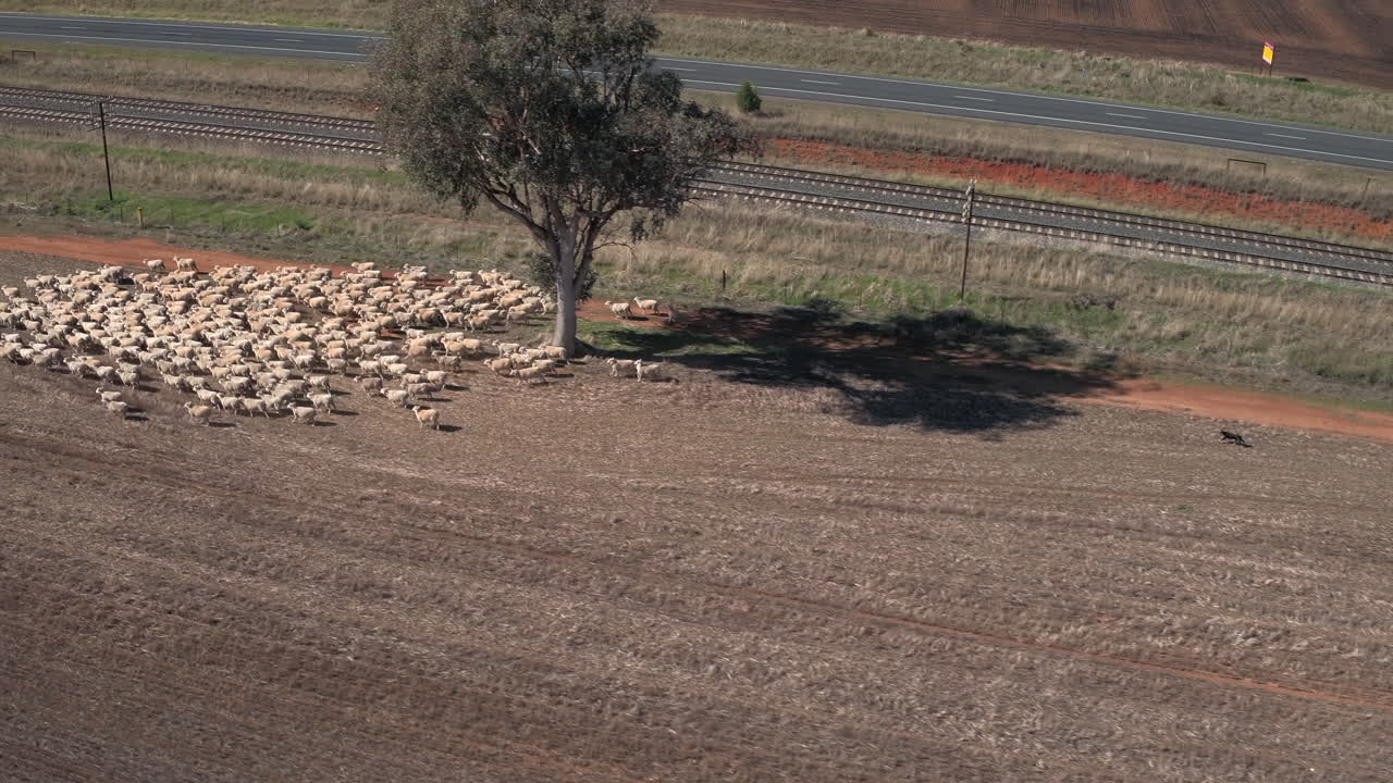 Veduta aerea ripresa da drone che segue un gregge di pecore radunato da cani da pastore e un quad nella cittadina rurale di Yerong Creek, Wagga Wagga, NSW, Australia.