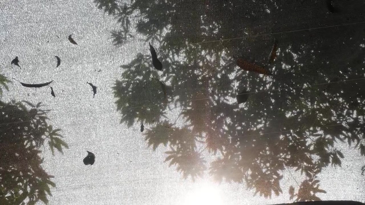 Sollys som filtreres gjennom skyggenett med tresilhuetter og nedfalne blader