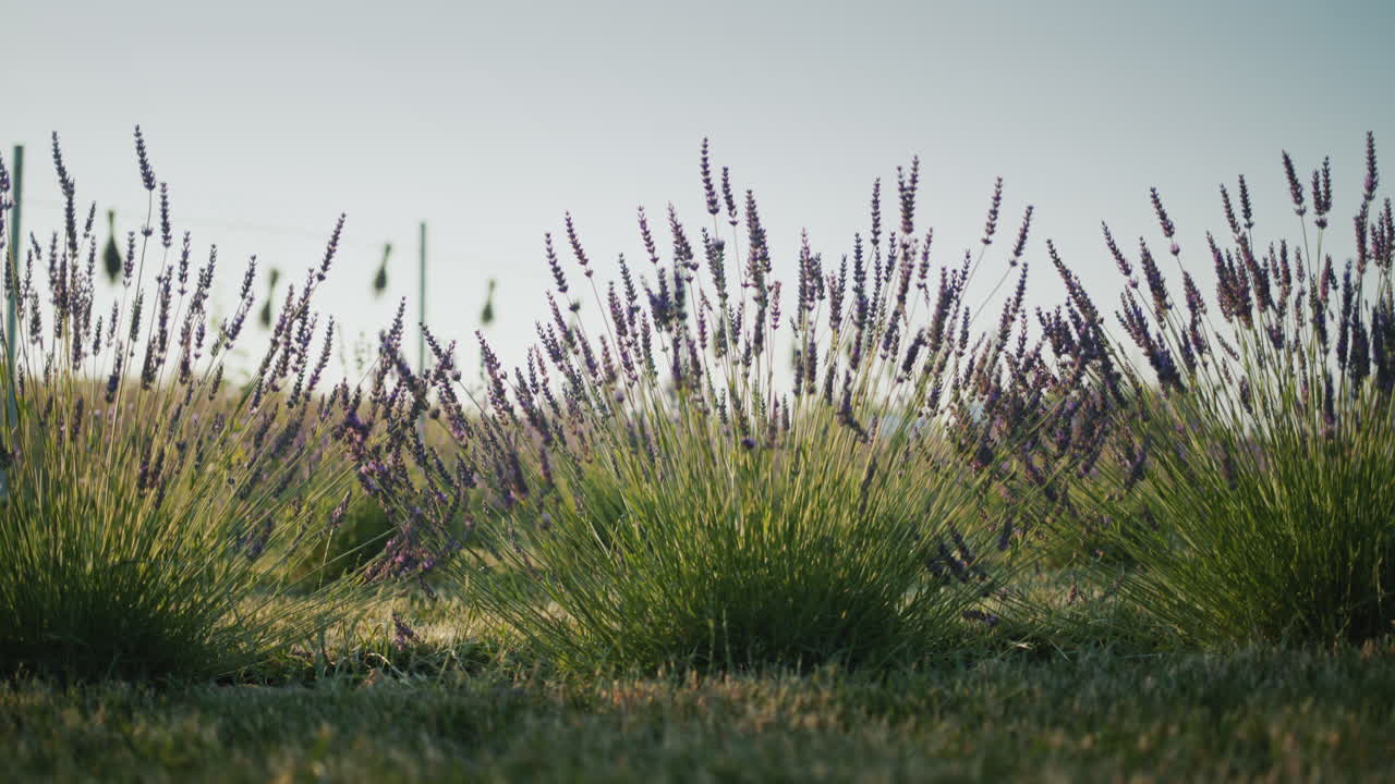 태양은 라벤더 덤불을 통해 빛납니다. 여름의 아름다움