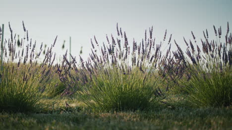 el sol brilla a través del arbusto de lavanda. la belleza del verano