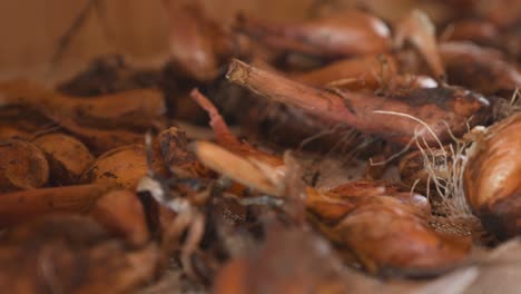 Organic-shallot-onions-drying-on-cloth,-close-up