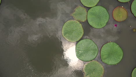 aerial shot of a pond in asia with waterlilies, an elevated walkway over the water and reflections of the sky