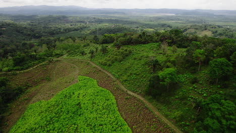 Volar-Por-Encima-De-La-Pendiente-Cultivada-En-El-Bosque