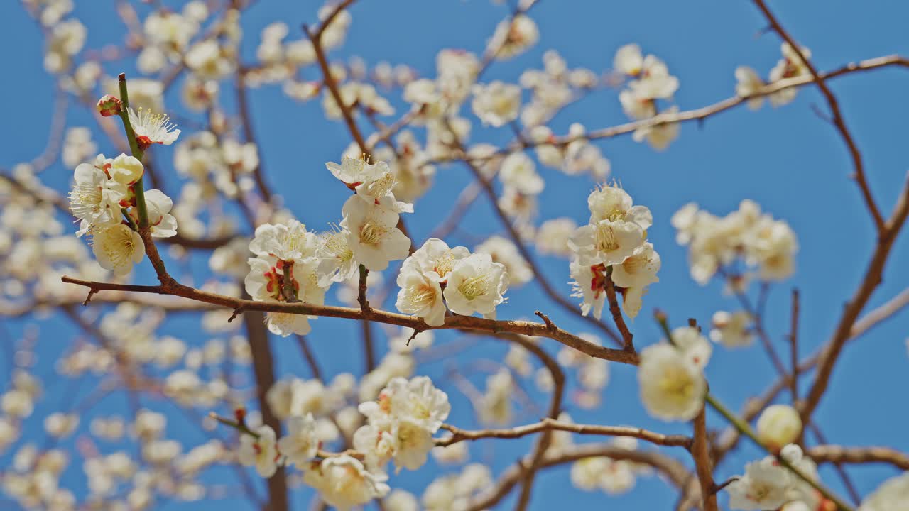Un primo piano dettagliato di morbidi fiori di prugno bianchi su un ramo sottile. I fiori sono in piena fioritura contro uno sfondo di cielo azzurro chiaro e luminoso.