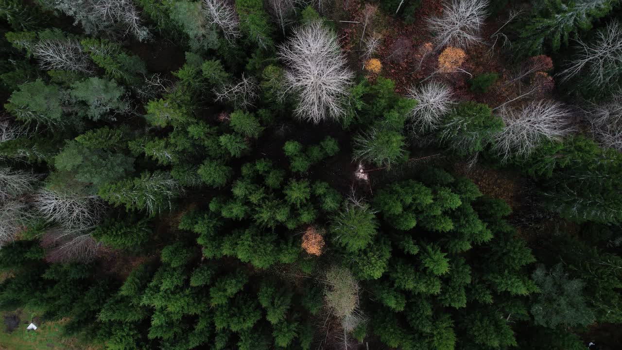 Fast upward drone movement above Swedish forest near Öregrund showing energetic treetops and rich autumn textures from above