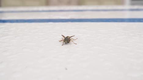 wasp-not-flying-but-crawling-on-white-floor,-ground-level-slider-shot