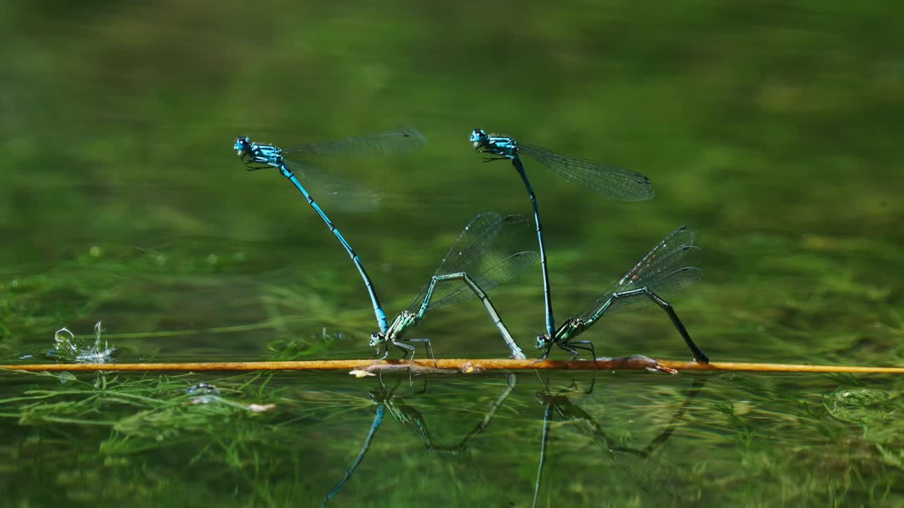 dos pares de caballitos del diablo azules poniendo huevos en el río con plantas acuáticas verdes