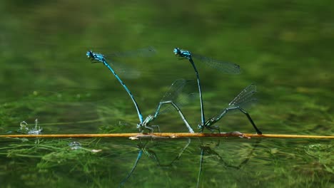 two pairs of blue damselfly laying eggs on river with green aquatic plants