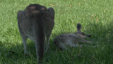 Zwei-Australische-östliche-Graue-Riesenkängurus,-Die-Gras-In-Freier-Wildbahn-Kauen