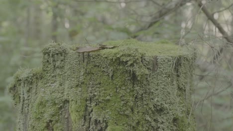 moss-covered tree stump in a forest