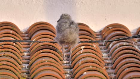 gaviota occidental recién nacida sentada en un techo de terracota en un día de verano arreglando su plumaje