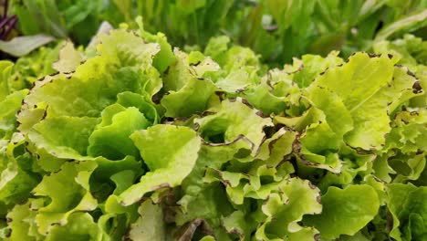 experience the vibrant and lush growth of lettuce as it thrives in yakutia's distinctive summer conditions