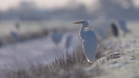 great egret, close up, zilverreiger, winter, netherlands