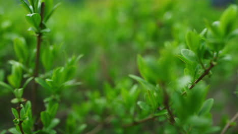 Ramas-Verdes-De-Arbustos-Que-Crecen-En-El-Bosque-Verde-De-Primavera.-Ambiente-Relajado.