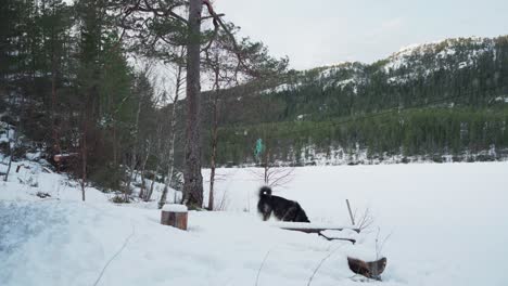 alaskan malamute dog breed is searching outside in a frozen winter landscape