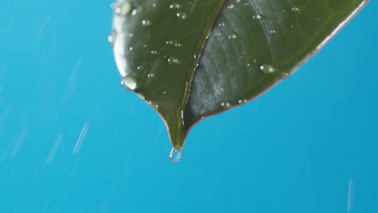 gotas de agua gotean de la hoja verde sobre el fondo azul