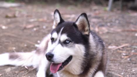 Close-up-Siberian-Husky-looking-at-camera