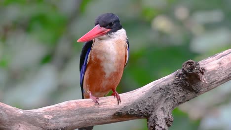 the black-capped kingfisher has a candy-like red bill and a black cap which is found in thailand and other countries in asia