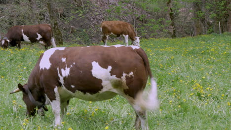 Vacas-Suizas-Pastando-En-Un-Campo