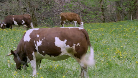 swiss cows grazing in a field