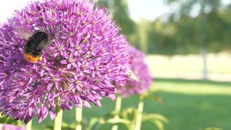 bumblebee on purple flower, wonder of nature, spring blossom, close up