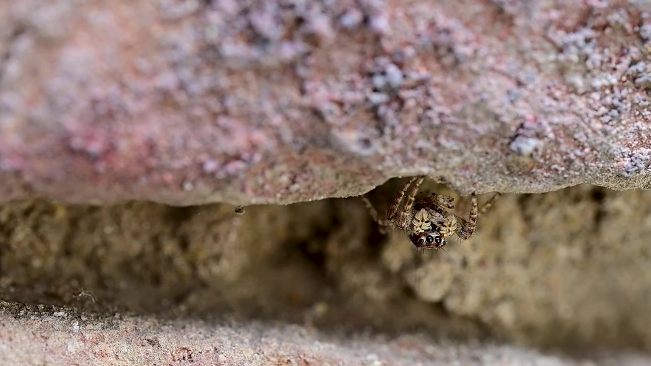 Piccolo ragno salticide si nasconde in una fessura di un mattone mentre tiene saldamente una preda insetto appena catturata