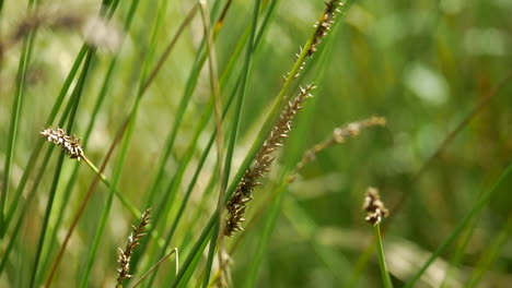 yellow and black dragonfly perched on long grass, flies off