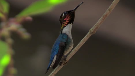 a male bee hummingbird rests ion a branch in cuba 2