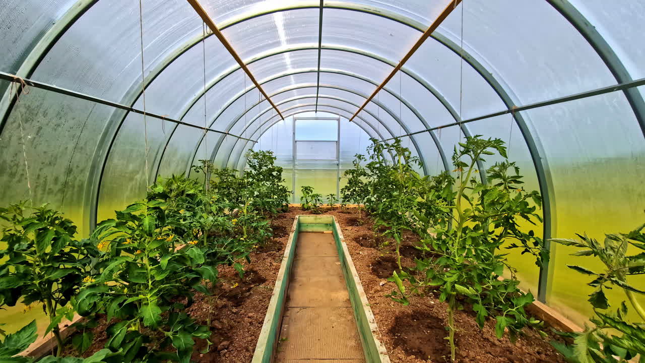 Rows of vegetables growing inside plastic greenhouse tunnel with soil beds and supports