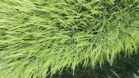 Overhead-View-Of-Green-Wheat-Field-On-A-Windy-Day-In-Ireland