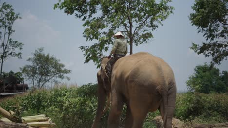 man riding an elephant in rural southeast asia