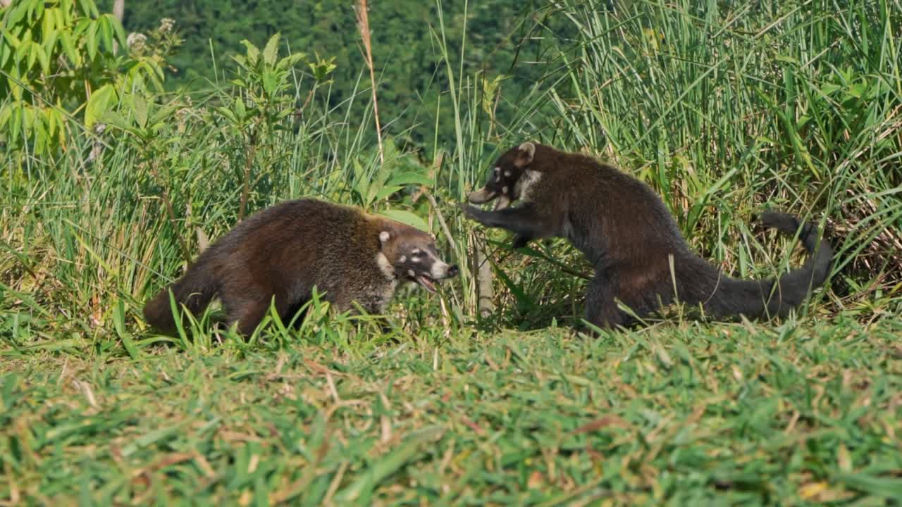 In the heart of Costa Rica’s rainforest, two playful coatis tumble through the underbrush