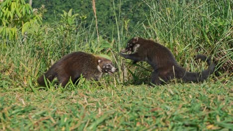 in the heart of costa rica’s rainforest, two playful coatis tumble through the underbrush