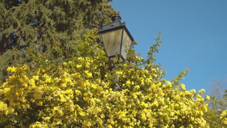 Malerisch-Von-Blühenden-Gelben-Blumen-Auf-Einem-Baum-Mit-Einem-Laternenpfahl,-Der-Sich-Zwischen-Ihnen-Versteckt