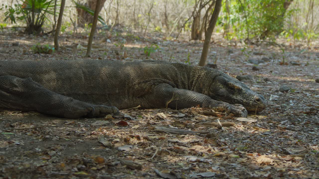 Komodowaran auf dem Boden liegend
