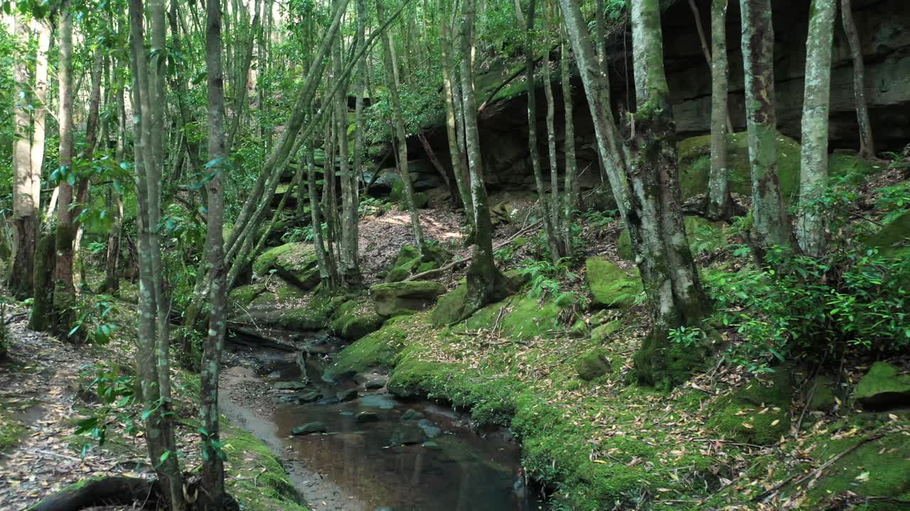 Drone flying through cine forest creek