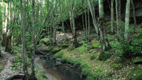 drone flying through cine forest creek