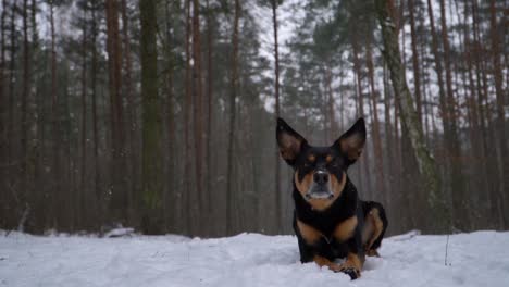 black and tan australian kelpie dog lying in a snowy forest and looking intensively at the camera