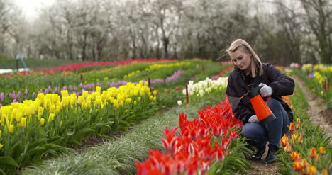 Plantación-De-Tulipanes-Flores-Producción-Jardinero-Rociando-Agua-Sobre-Los-Tulipanes-En-La-Granja-4