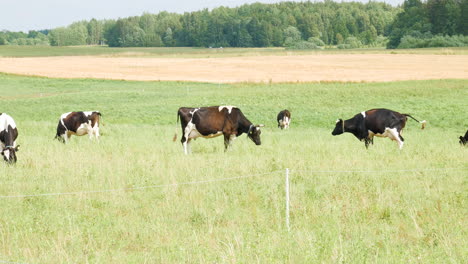 herd of cows in green vibrant meadow and one cow taking a dump, static view