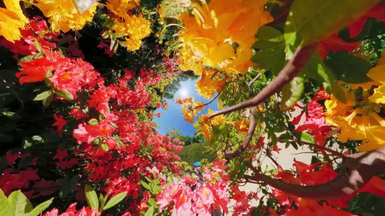 Wide view looking up through yellow and pink azalea blossoms toward bright noon sky and sun flare in an English garden. Heveadrop, Gelderland, Netherlands