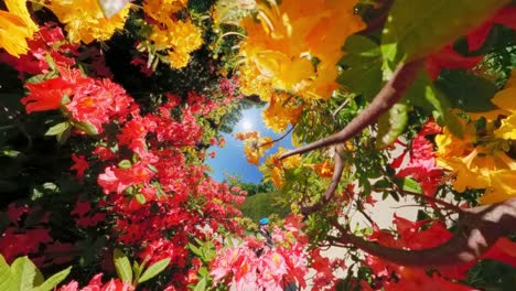 wide view looking up through yellow and pink azalea blossoms toward bright noon sky and sun flare in an english garden. heveadrop, gelderland, netherlands