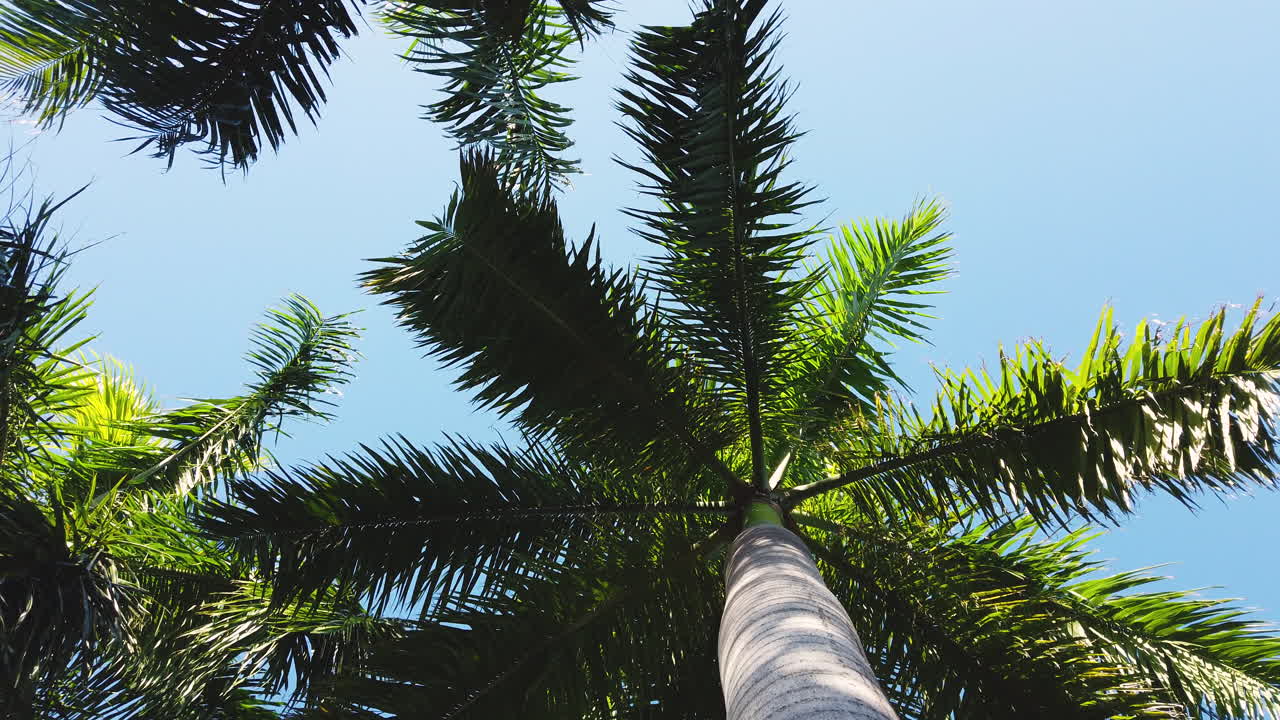 Tall palm trees reaching toward a clear blue sky in a tropical paradise in Jamaica, upward angle orbit