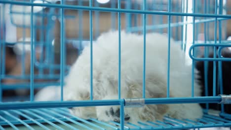 Perro-Blanco-Y-Esponjoso-Descansando-Pacíficamente-En-Una-Jaula-Azul-En-Una-Tienda-De-Mascotas-O-Refugio